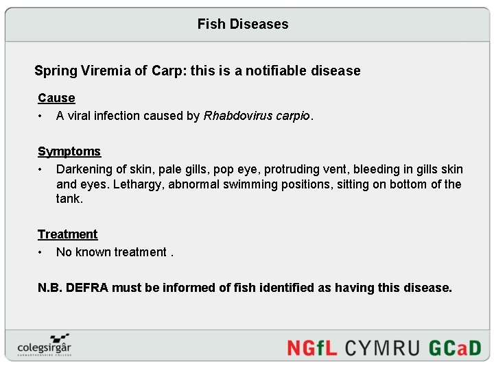 Fish Diseases Spring Viremia of Carp: this is a notifiable disease Cause • A
