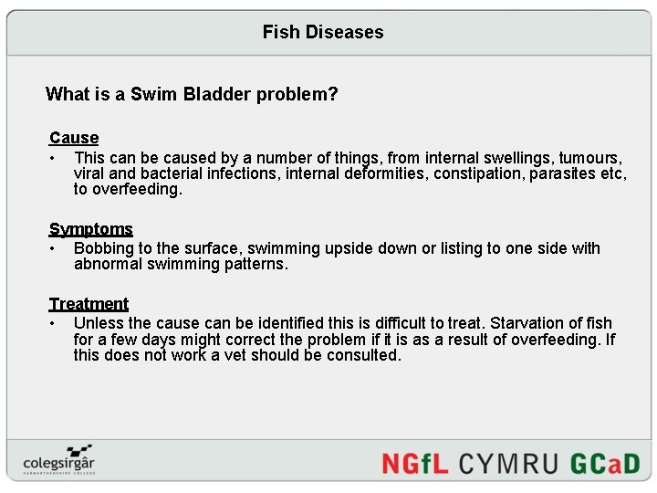 Fish Diseases What is a Swim Bladder problem? Cause • This can be caused