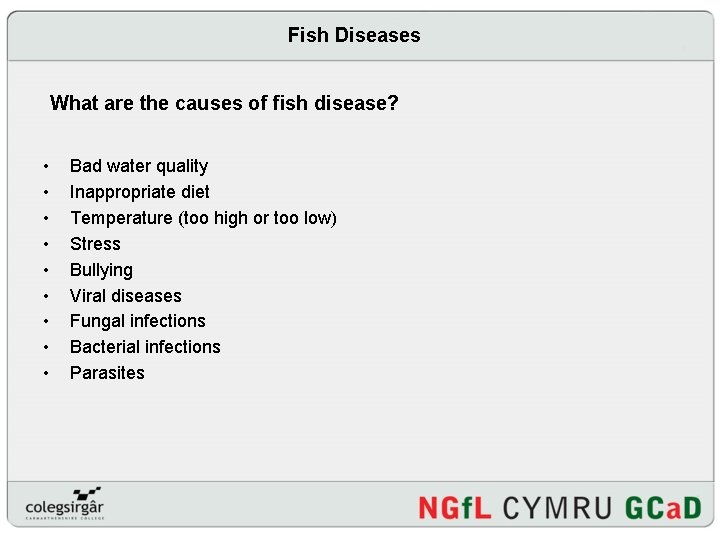 Fish Diseases What are the causes of fish disease? • • • Bad water