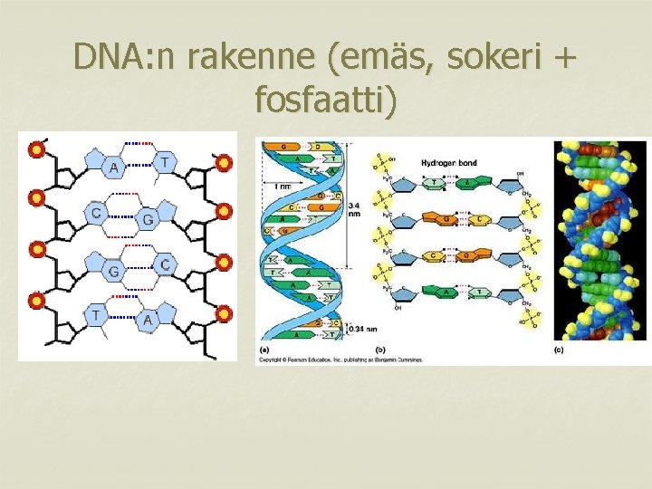 DNA: n rakenne (emäs, sokeri + fosfaatti) 