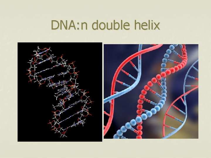 DNA: n double helix 