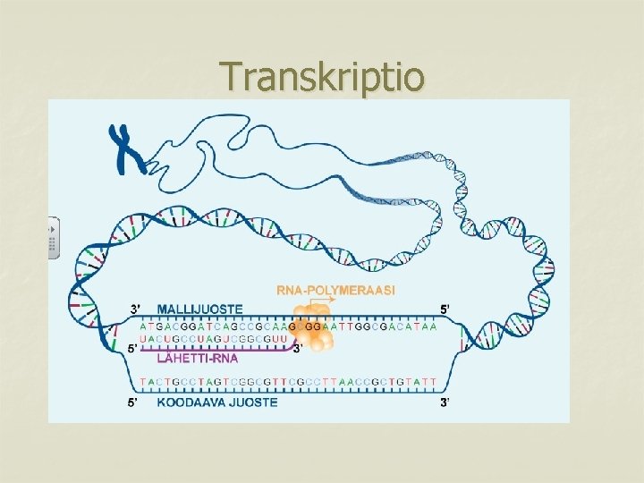 Transkriptio 