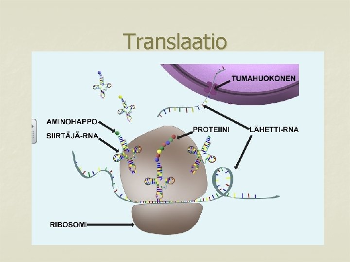 Translaatio 