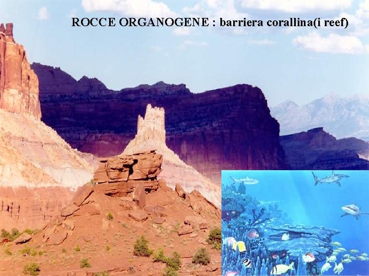 ROCCE ORGANOGENE : barriera corallina(i reef) 