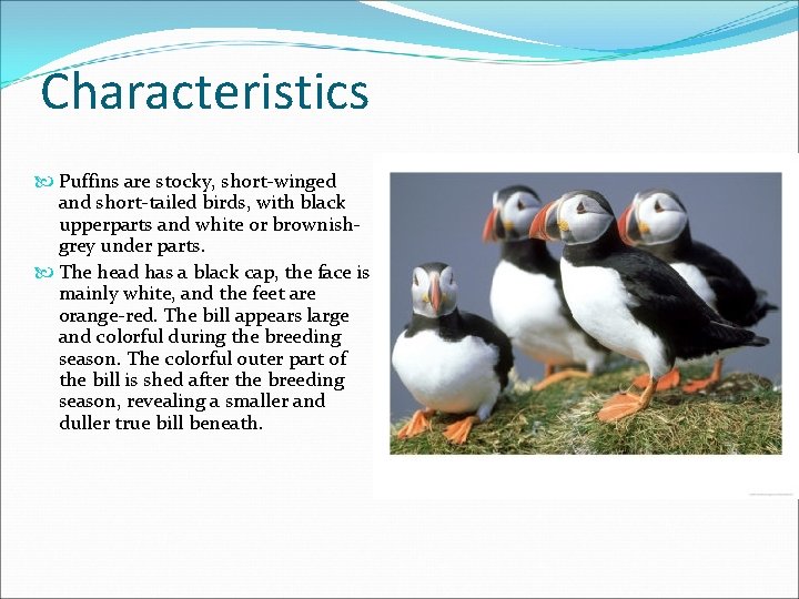 Characteristics Puffins are stocky, short-winged and short-tailed birds, with black upperparts and white or