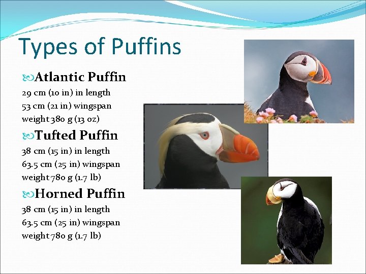 Types of Puffins Atlantic Puffin 29 cm (10 in) in length 53 cm (21
