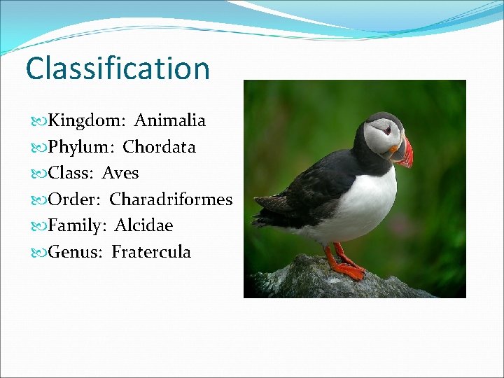 Classification Kingdom: Animalia Phylum: Chordata Class: Aves Order: Charadriformes Family: Alcidae Genus: Fratercula 