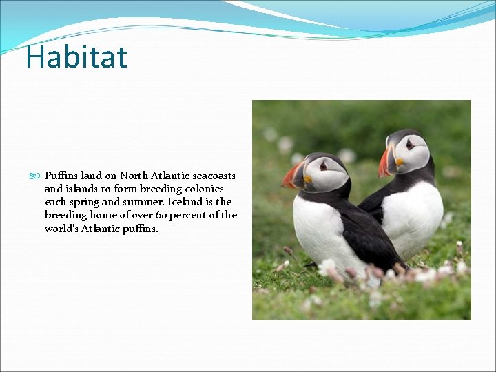 Habitat Puffins land on North Atlantic seacoasts and islands to form breeding colonies each