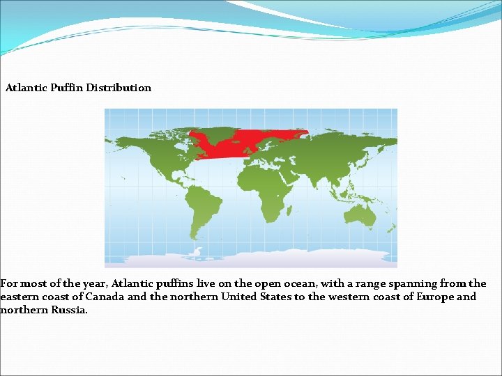 Atlantic Puffin Distribution For most of the year, Atlantic puffins live on the open