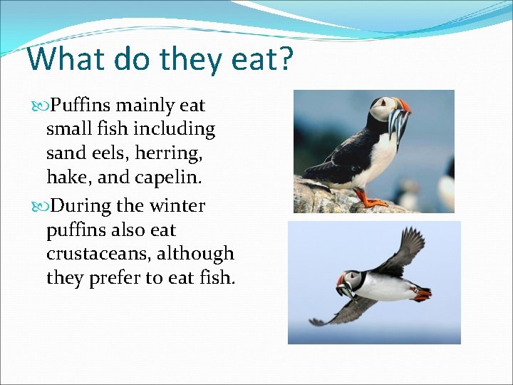What do they eat? Puffins mainly eat small fish including sand eels, herring, hake,