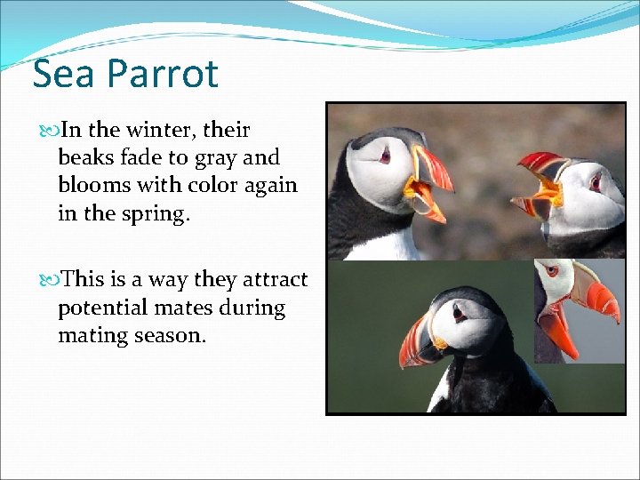 Sea Parrot In the winter, their beaks fade to gray and blooms with color
