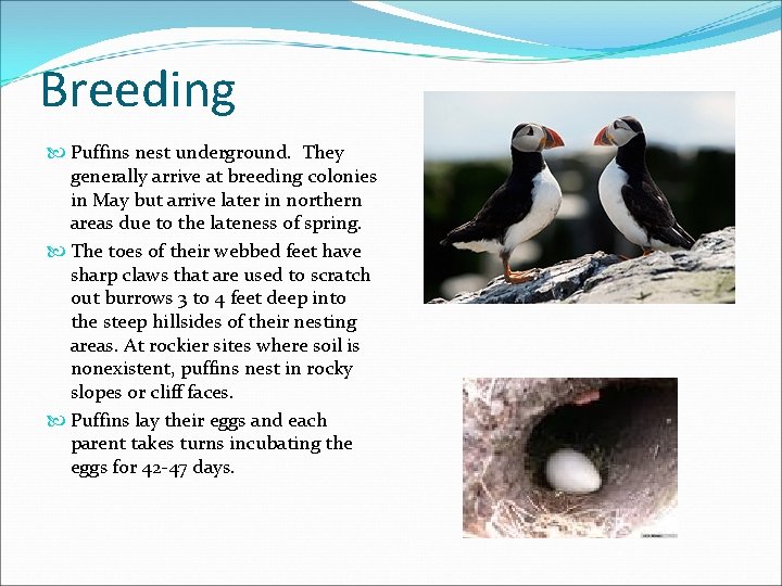 Breeding Puffins nest underground. They generally arrive at breeding colonies in May but arrive