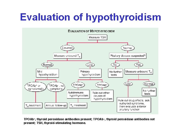 Evaluation of hypothyroidism TPOAb+, thyroid peroxidase antibodies present; TPOAb –, thyroid peroxidase antibodies not