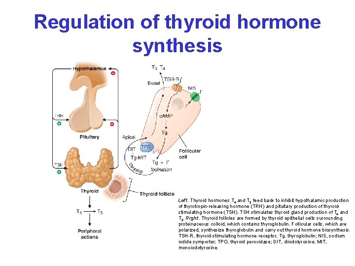 Regulation of thyroid hormone synthesis Left. Thyroid hormones T 4 and T 3 feed
