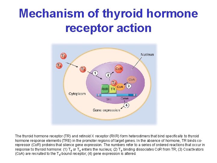 Mechanism of thyroid hormone receptor action The thyroid hormone receptor (TR) and retinoid X