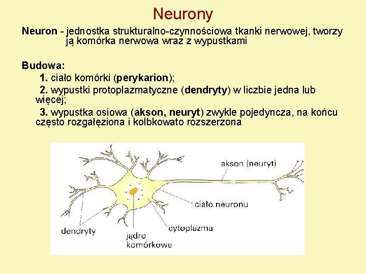 Neurony Neuron - jednostka strukturalno-czynnościowa tkanki nerwowej, tworzy ją komórka nerwowa wraz z wypustkami