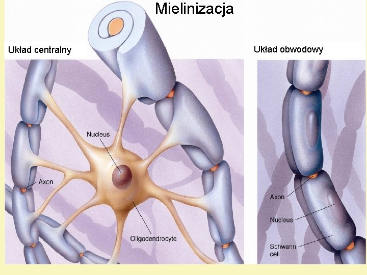 Mielinizacja Układ centralny Układ obwodowy 