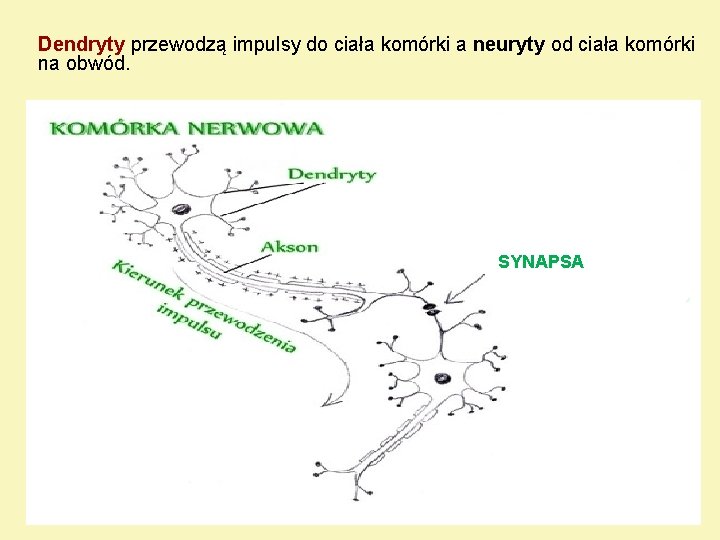 Dendryty przewodzą impulsy do ciała komórki a neuryty od ciała komórki na obwód. SYNAPSA