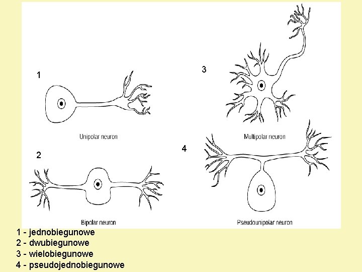 3 1 2 1 - jednobiegunowe 2 - dwubiegunowe 3 - wielobiegunowe 4 -