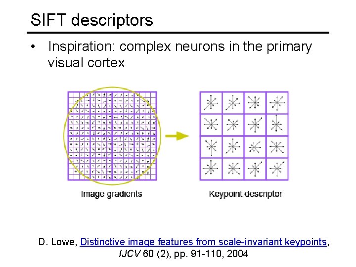 SIFT descriptors • Inspiration: complex neurons in the primary visual cortex D. Lowe, Distinctive