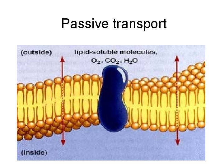 Passive transport 