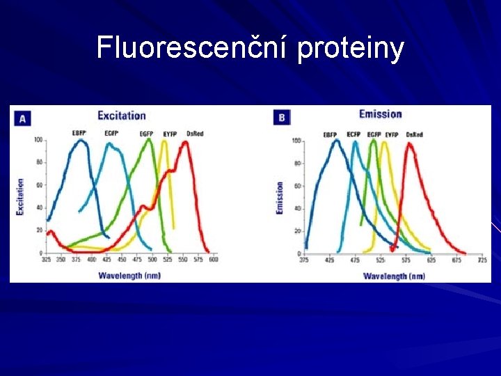 Fluorescenční proteiny 