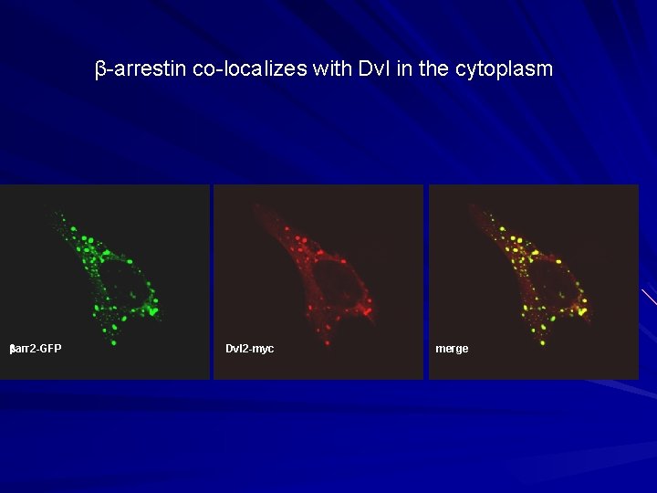 β-arrestin co-localizes with Dvl in the cytoplasm arr 2 -GFP Dvl 2 -myc merge