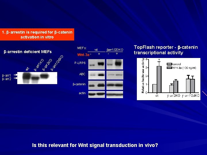 1. β-arrestin is required for β-catenin activation in vitro -arr 1 -arr 2 Wnt-3