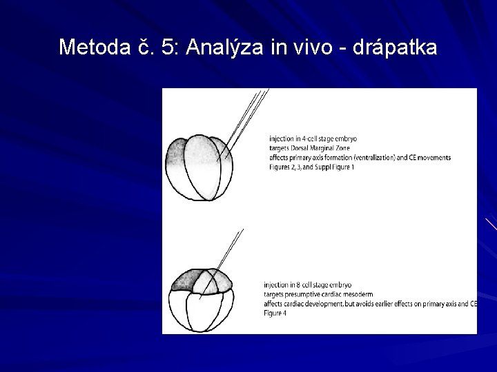 Metoda č. 5: Analýza in vivo - drápatka 