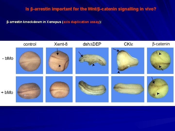 Is β-arrestin important for the Wnt/β-catenin signalling in vivo? β-arrestin knockdown in Xenopus (axis