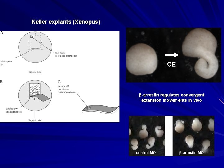 Keller explants (Xenopus) CE β-arrestin regulates convergent extension movements in vivo control MO β-arrestin