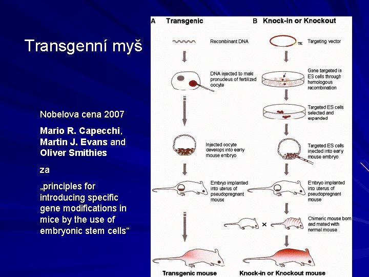 Transgenní myš Nobelova cena 2007 Mario R. Capecchi, Martin J. Evans and Oliver Smithies