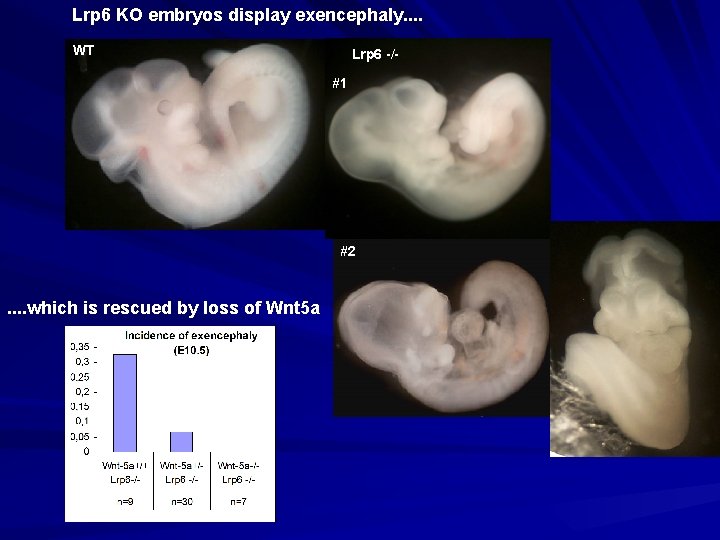 Lrp 6 KO embryos display exencephaly. . WT Lrp 6 -/#1 #2 . .