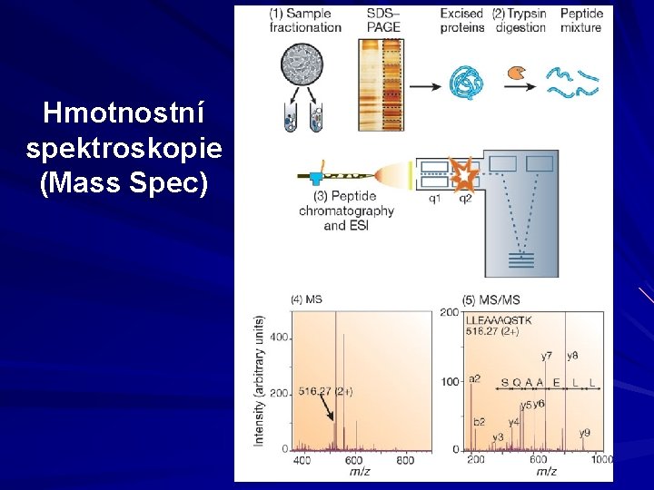 Hmotnostní spektroskopie (Mass Spec) 