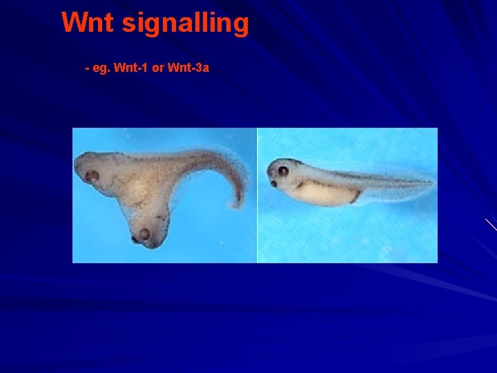 Wnt signalling - eg. Wnt-1 or Wnt-3 a 