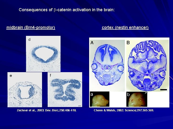 Consequences of -catenin activation in the brain: midbrain (Brn 4 -promotor) Zechner et al.