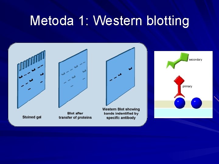 Metoda 1: Western blotting 