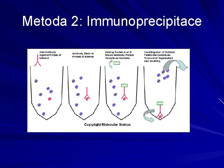 Metoda 2: Immunoprecipitace 
