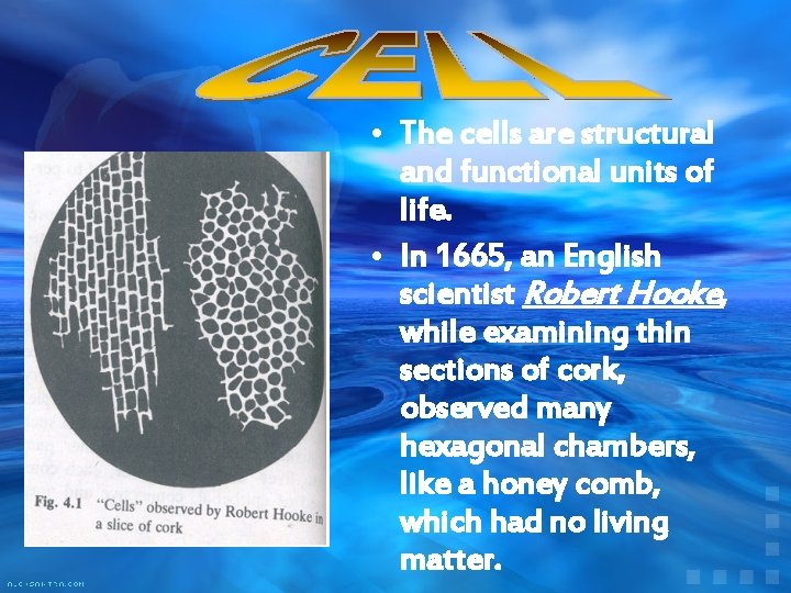  • The cells are structural and functional units of life. • In 1665,