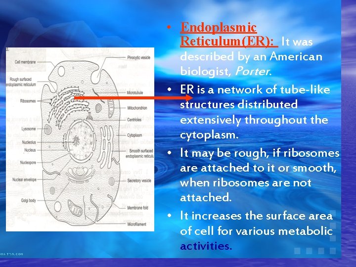  • Endoplasmic Reticulum(ER): It was described by an American biologist, Porter. • ER