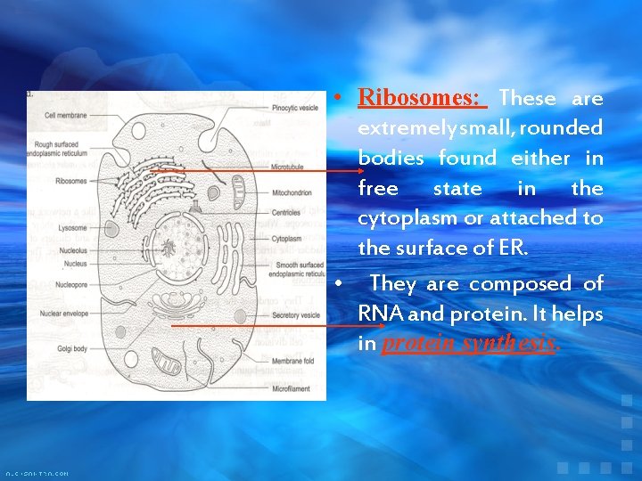  • Ribosomes: These are extremely small, rounded bodies found either in free state