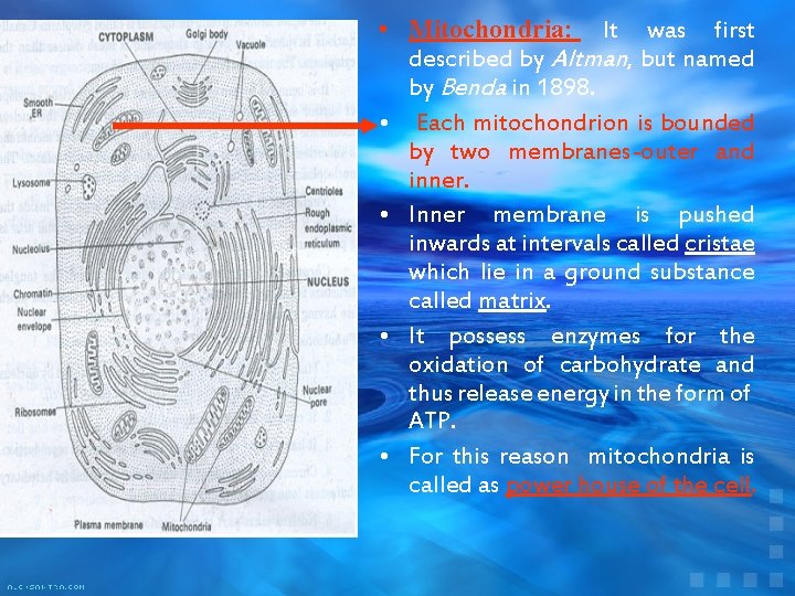  • Mitochondria: It was first described by Altman, but named by Benda in