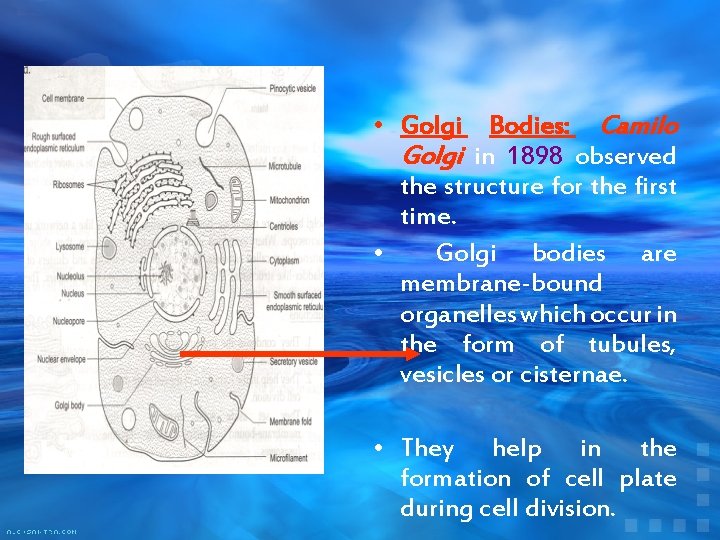  • Golgi Bodies: Camilo Golgi in 1898 observed the structure for the first