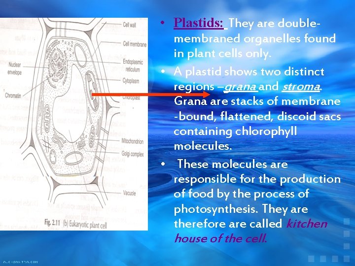  • Plastids: They are doublemembraned organelles found in plant cells only. • A