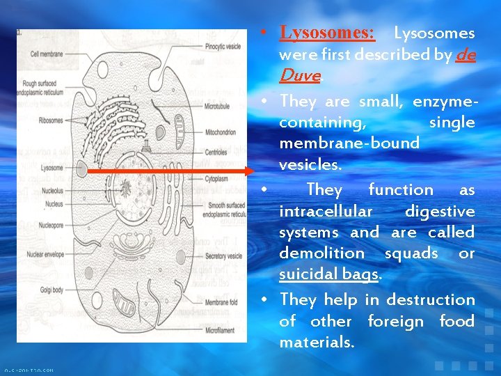  • Lysosomes: Lysosomes were first described by de Duve. • They are small,
