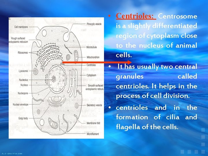  • Centrioles: Centrosome is a slightly differentiated region of cytoplasm close to the