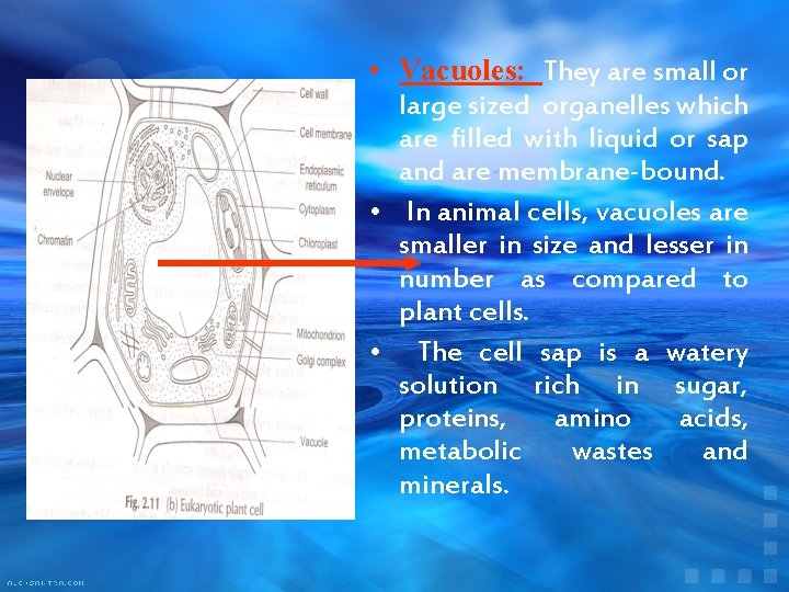  • Vacuoles: They are small or large sized organelles which are filled with