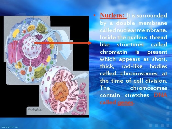  • Nucleus: It is surrounded by a double membrane called nuclear membrane. Inside