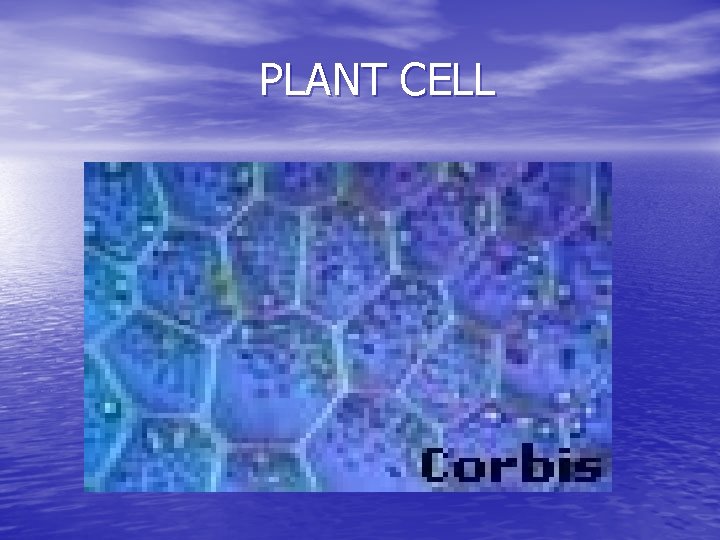 PLANT CELL 