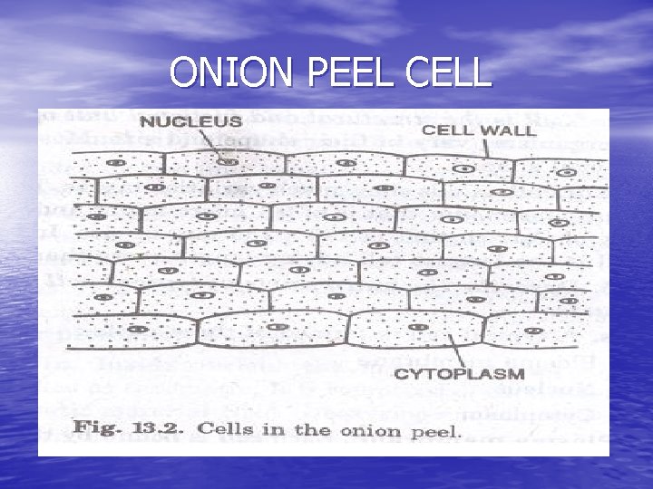 ONION PEEL CELL 